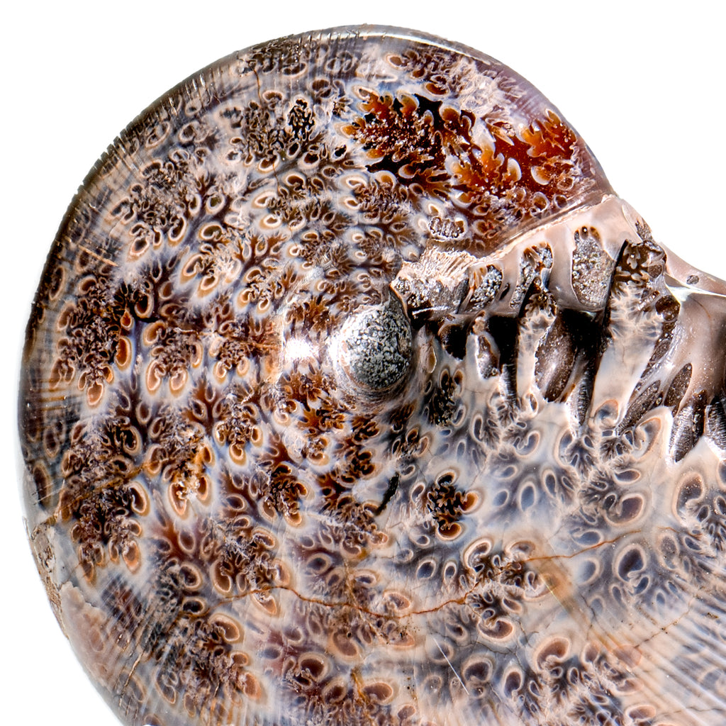 Polished Sutured Ammonite - SOLD 3.16" Phylloceras