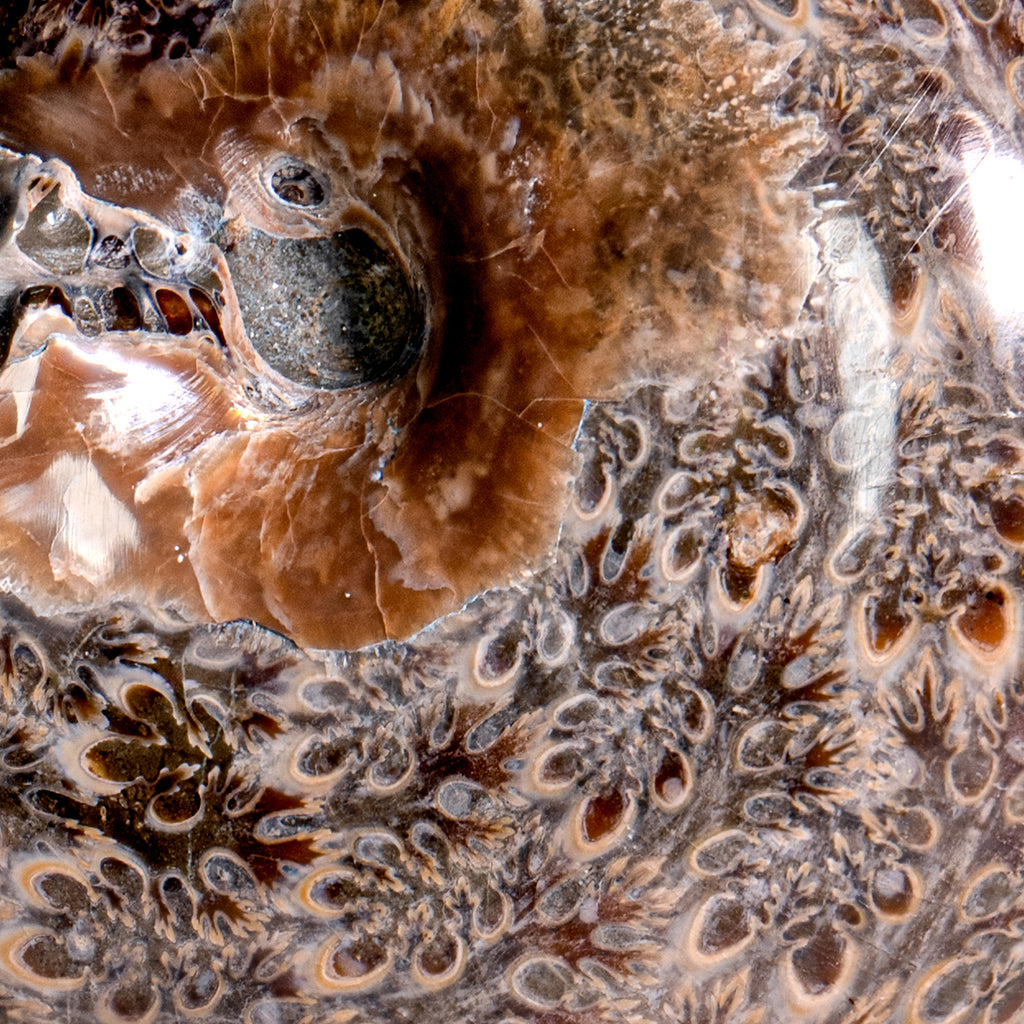 Polished Sutured Ammonite - 3.20" Phylloceras