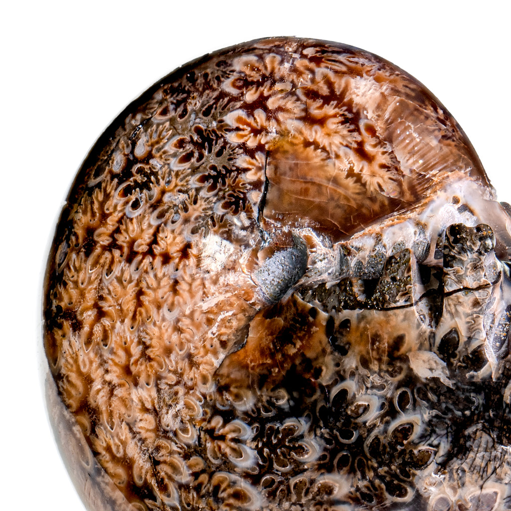Polished Sutured Ammonite - SOLD 3.23" Phylloceras