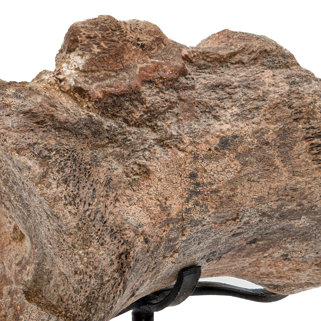 Allosaurus Vertebra - SOLD 3.32" Large Distal Caudal Vertebra with Stand