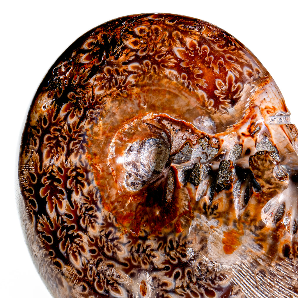 Polished Sutured Ammonite - SOLD 3.40" Phylloceras