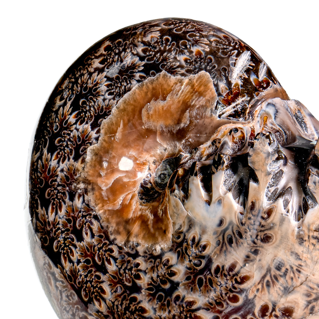 Polished Sutured Ammonite - SOLD 3.51" Phylloceras