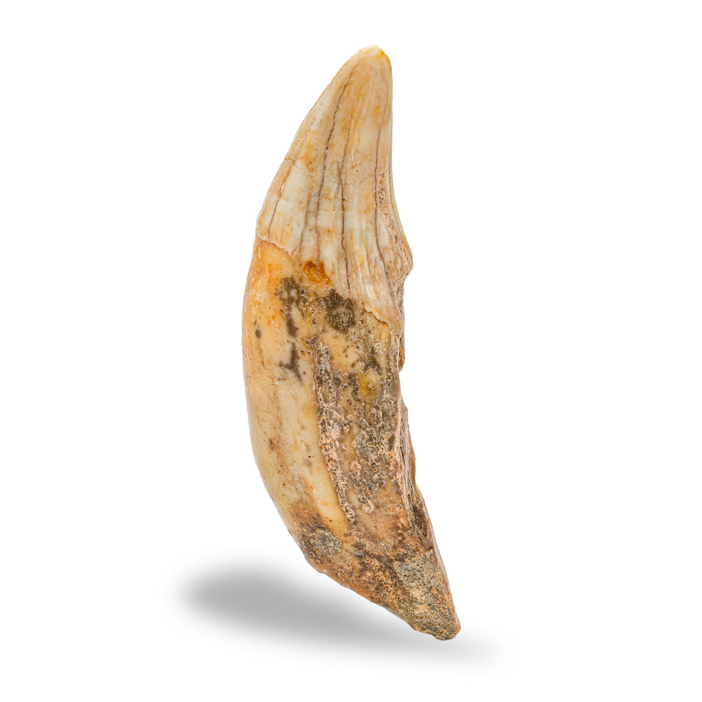 Cave Bear Tooth - SOLD 3.53" (Incisor)