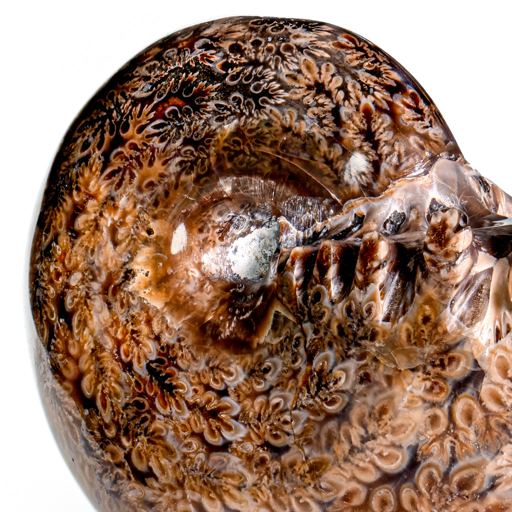Polished Sutured Ammonite - SOLD 3.55" Phylloceras