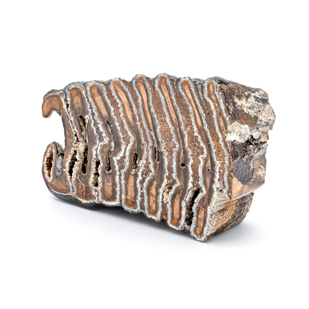 Woolly Mammoth Tooth - SOLD 3.56" Polished Slab - Alaskan