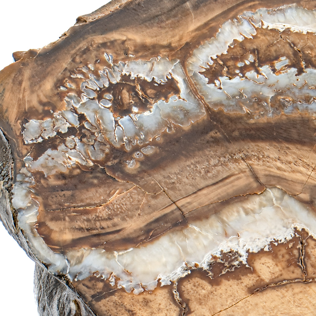 Woolly Mammoth Tooth - SOLD 3.68" Polished Slab - Alaskan