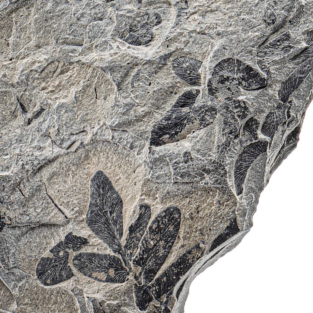 Carboniferous Fossil Plant - SOLD 3.81" Neuropteris