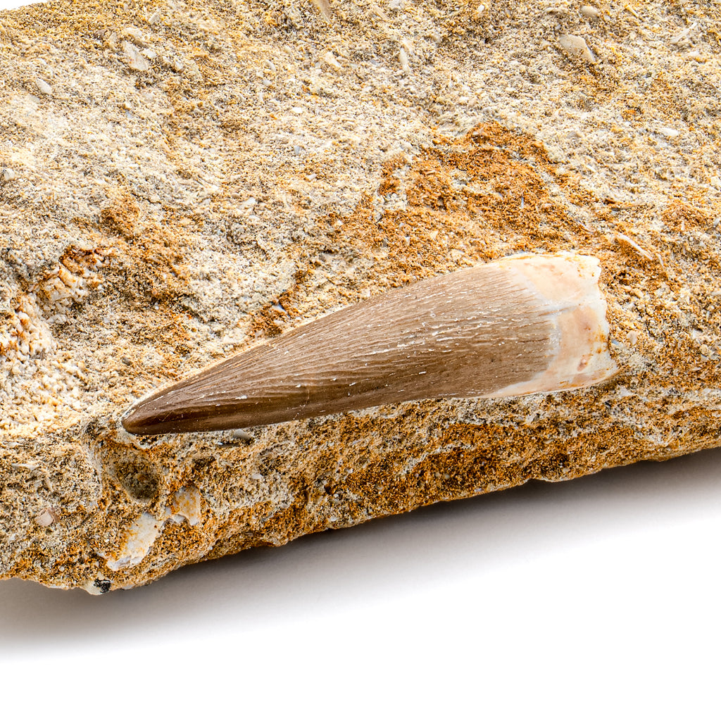 Plesiosaur Tooth in Matrix - SOLD 1.57"