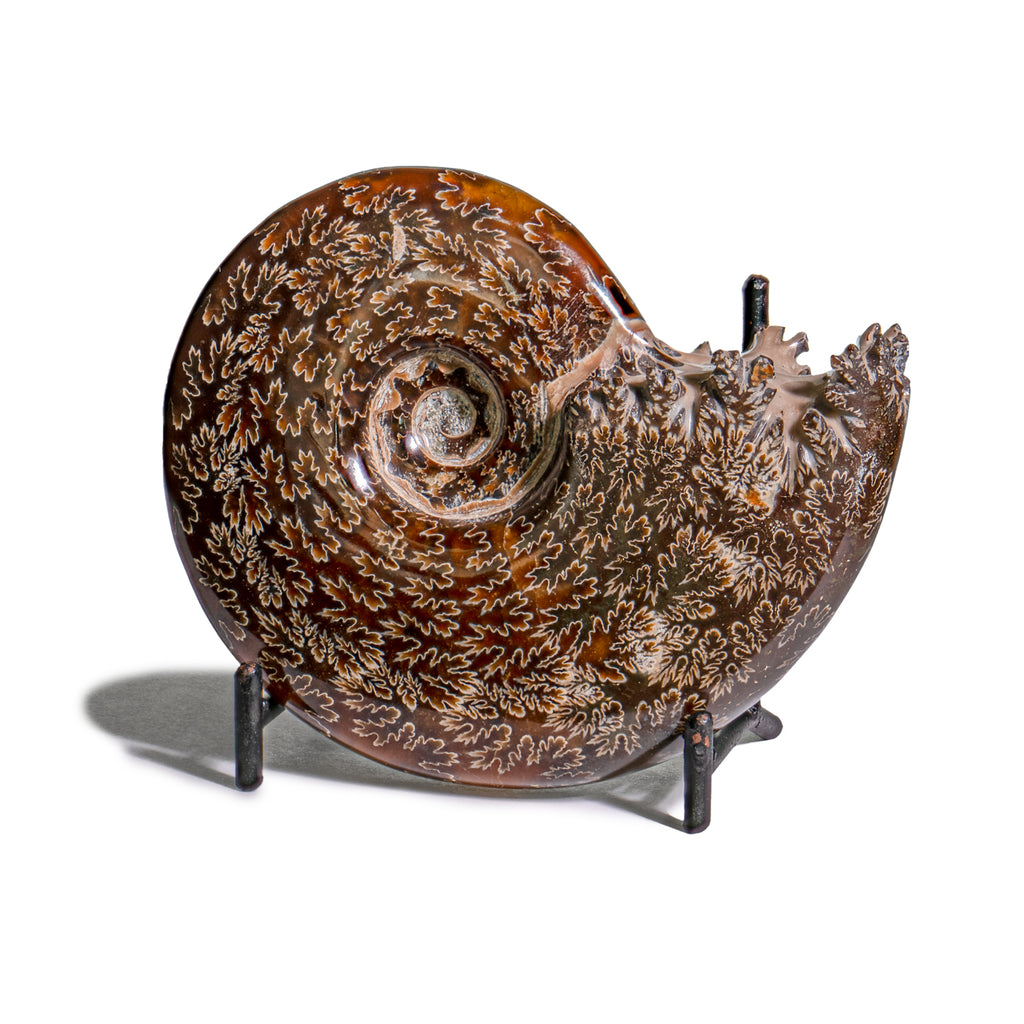 Polished Sutured Ammonite - SOLD 3.92" Cleoniceras
