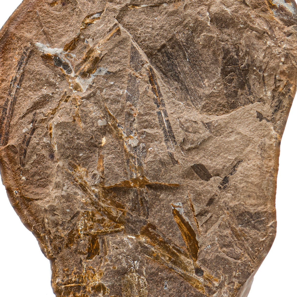 Mazon Creek Fossil Plant 3.92