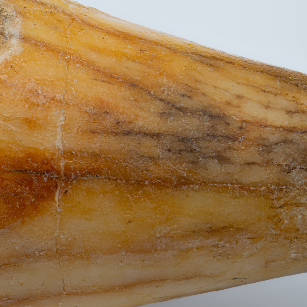 Cave Bear Tooth - SOLD 3.99" (Canine)