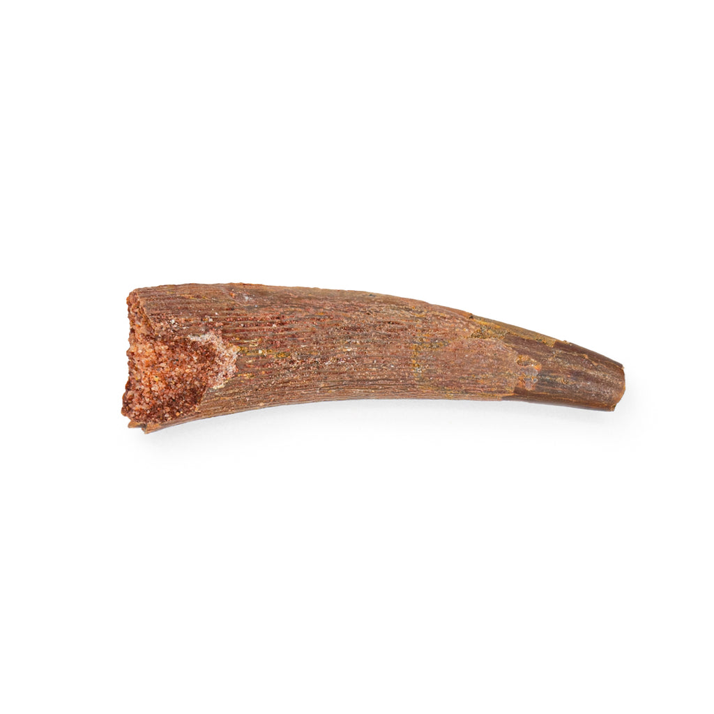 Pterosaur Tooth XL - SOLD 4.09 cm