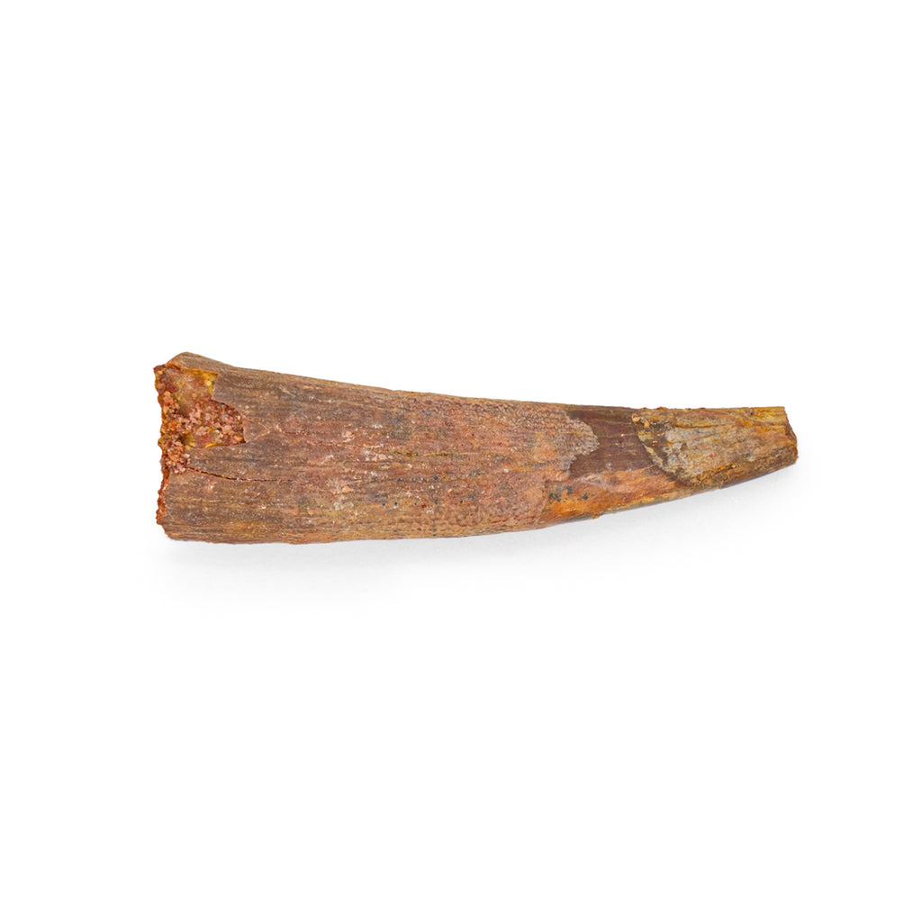 Pterosaur Tooth XL - SOLD 4.09 cm