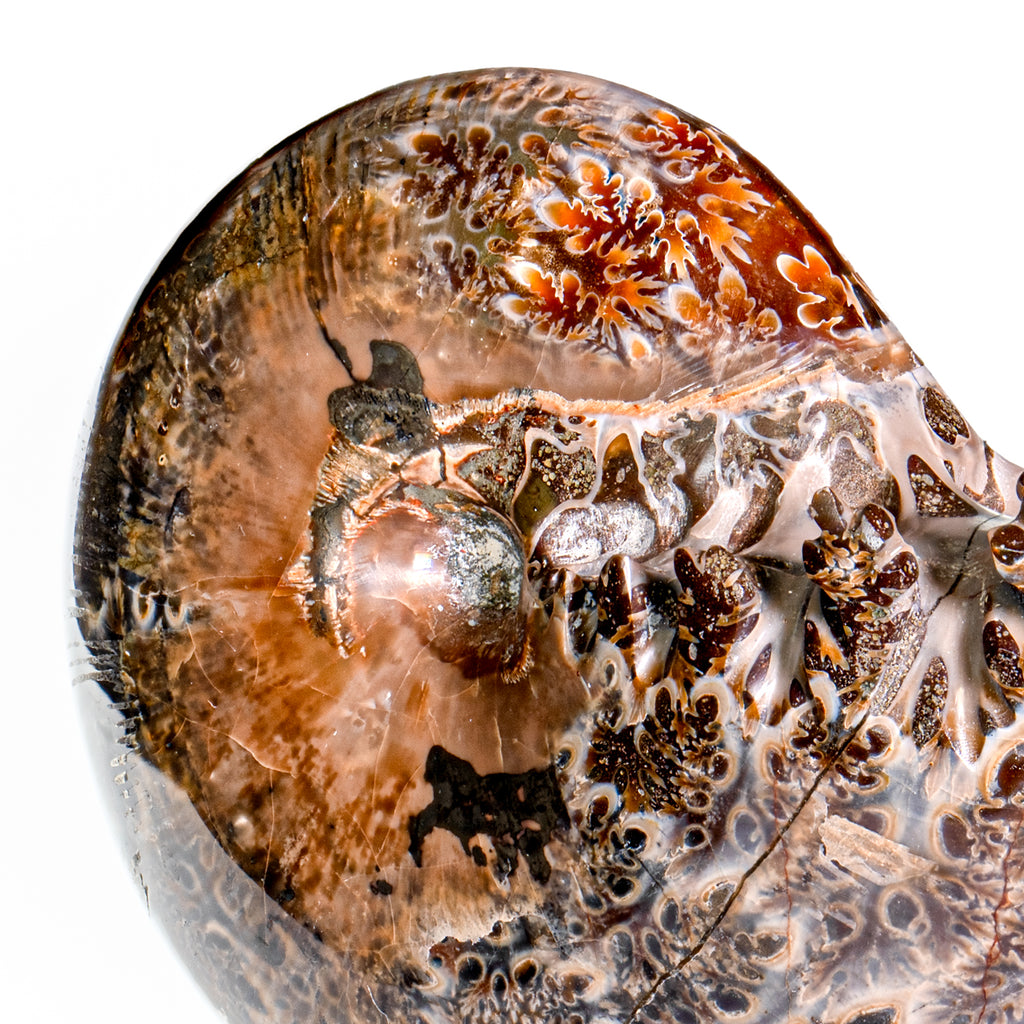 Polished Sutured Ammonite - SOLD 4.10" Phylloceras