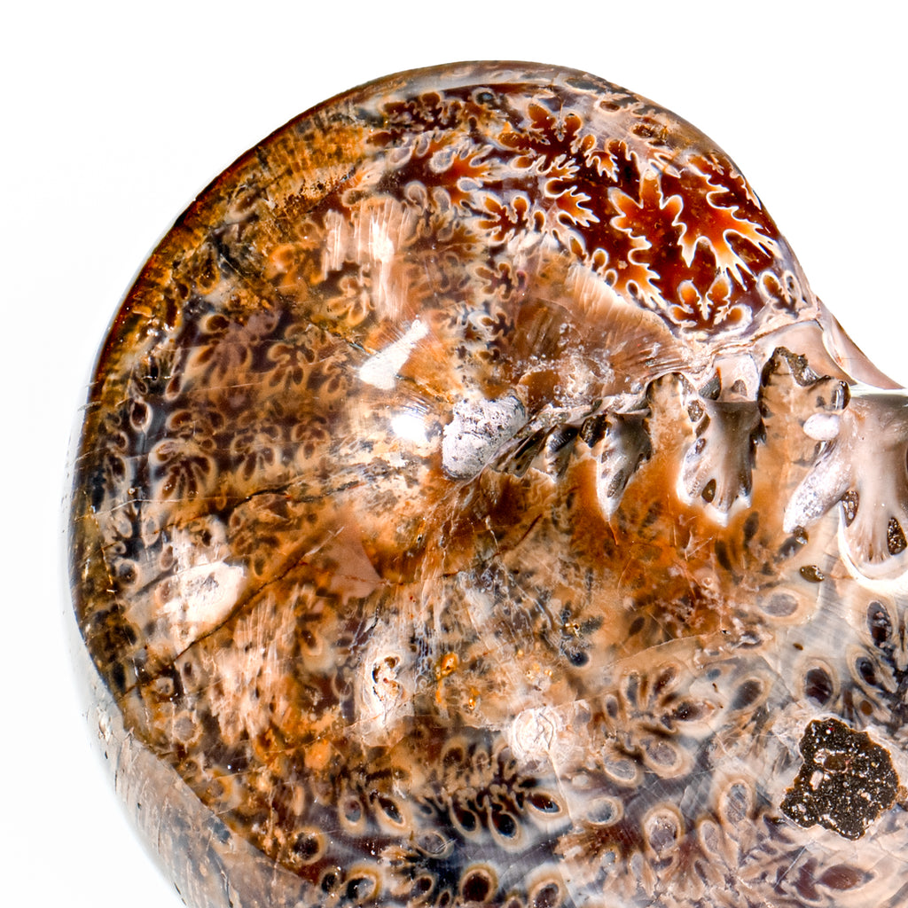 Polished Sutured Ammonite - SOLD 4.12" Phylloceras