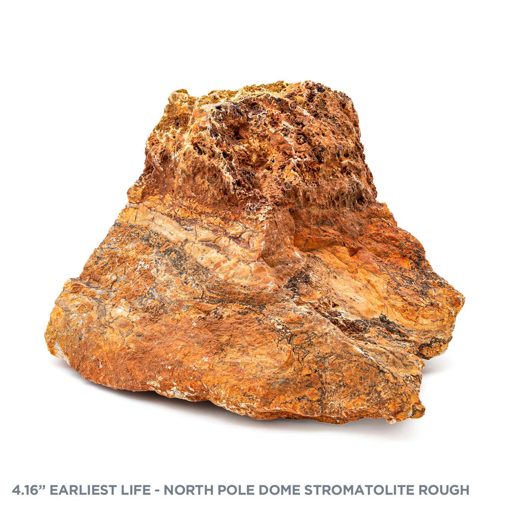 Earliest Life - North Pole Dome Stromatolite - Rough - 4.16"