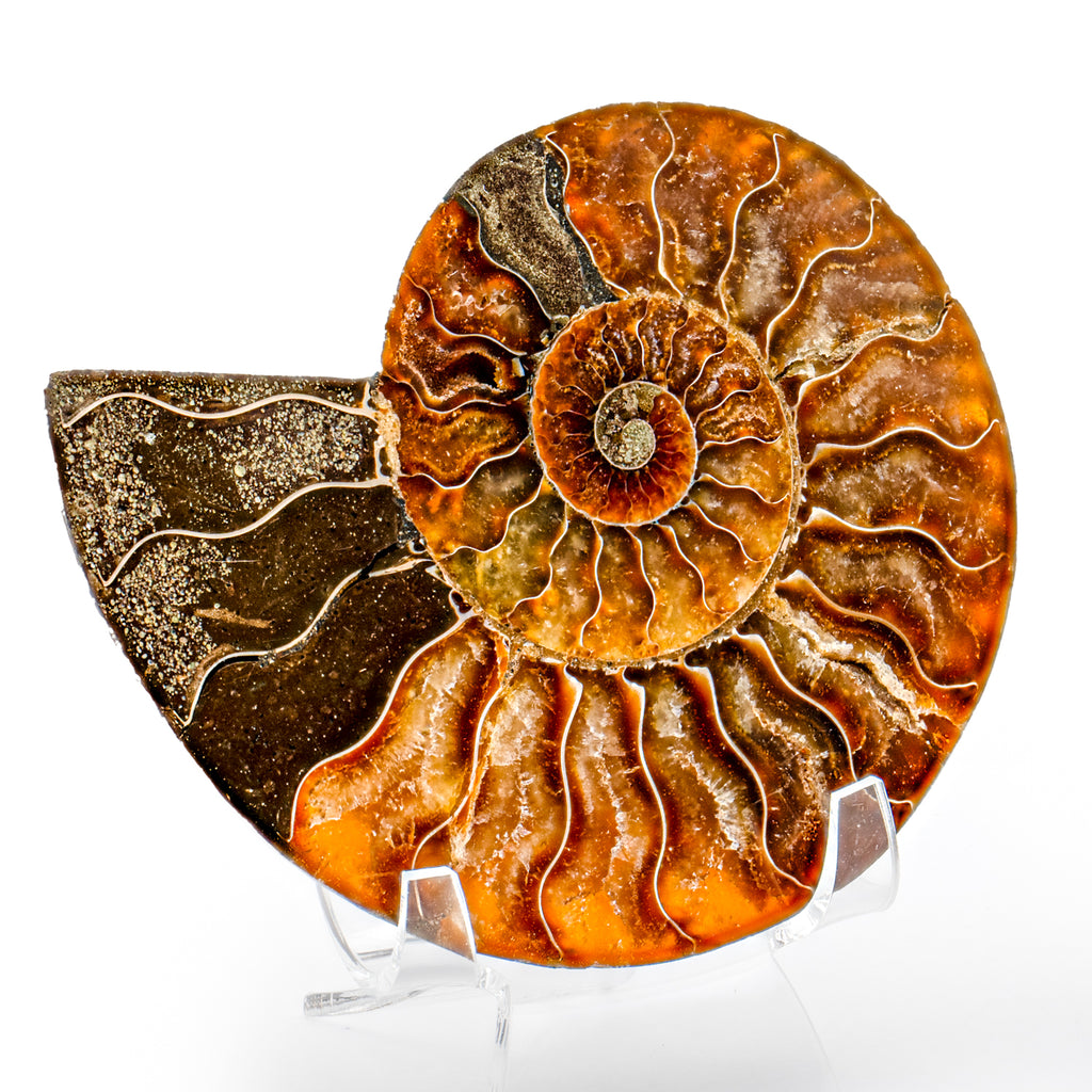 Polished Ammonite Split Pair - SOLD 4.22" Cleoniceras