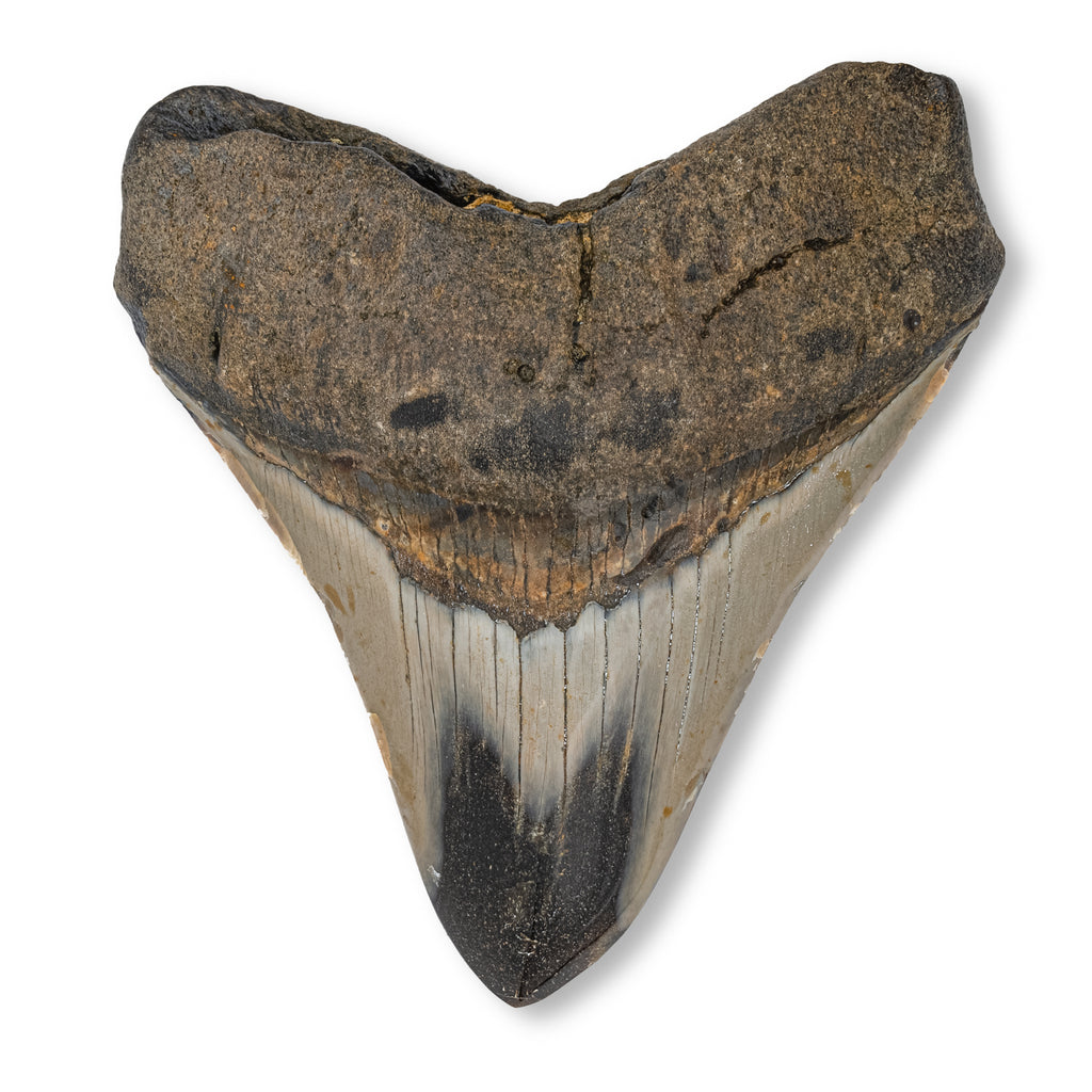 Megalodon Tooth - SOLD 4.31" Polished