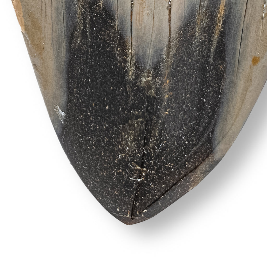 Megalodon Tooth - SOLD 4.31" Polished