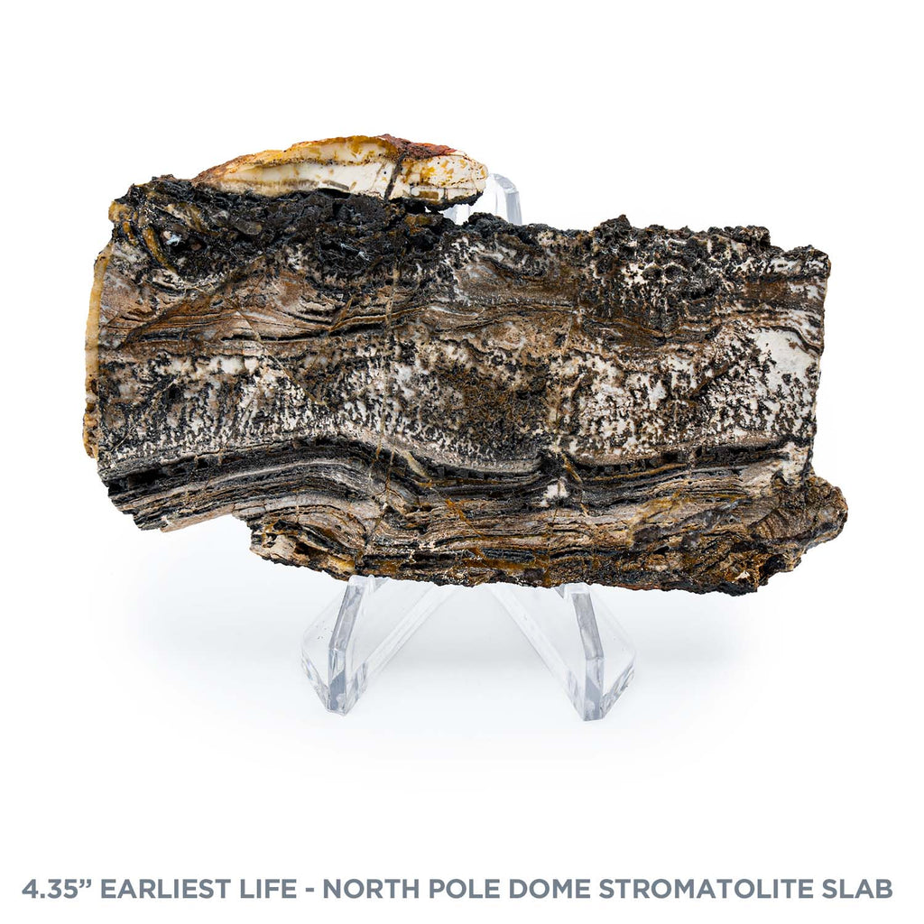 Earliest Life - North Pole Dome Stromatolite - Polished Slab - 4.35"