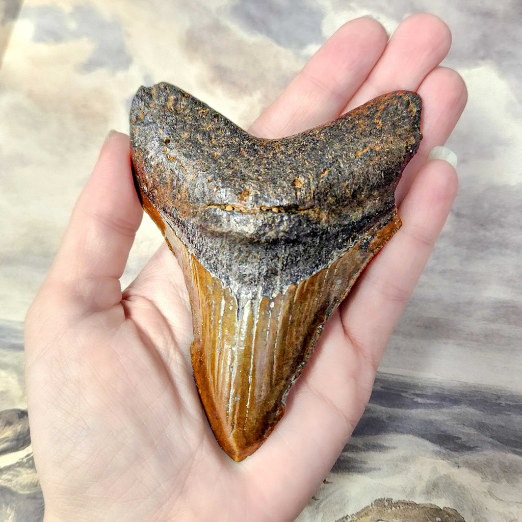 Megalodon Tooth - SOLD 4.36" Natural