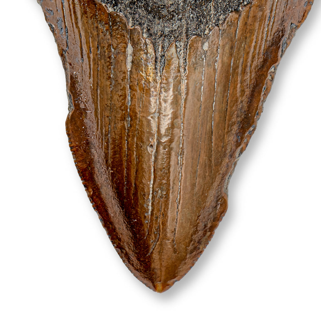 Megalodon Tooth - SOLD 4.36" Natural