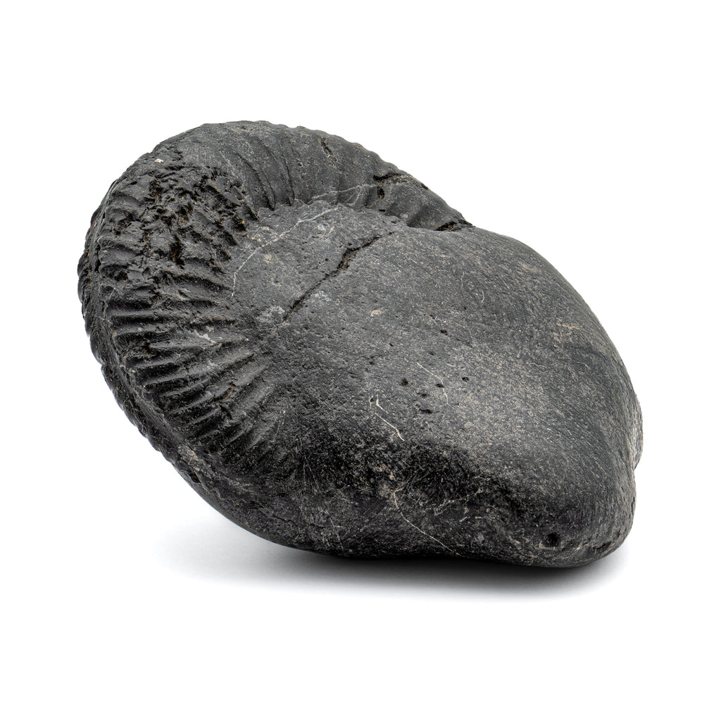 Tethys Ocean Shaligram Fossil - SOLD 4.38" Ammonite Shell