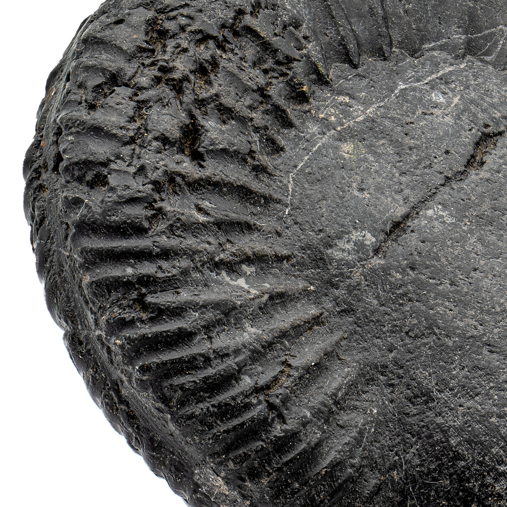 Tethys Ocean Shaligram Fossil - SOLD 4.38" Ammonite Shell