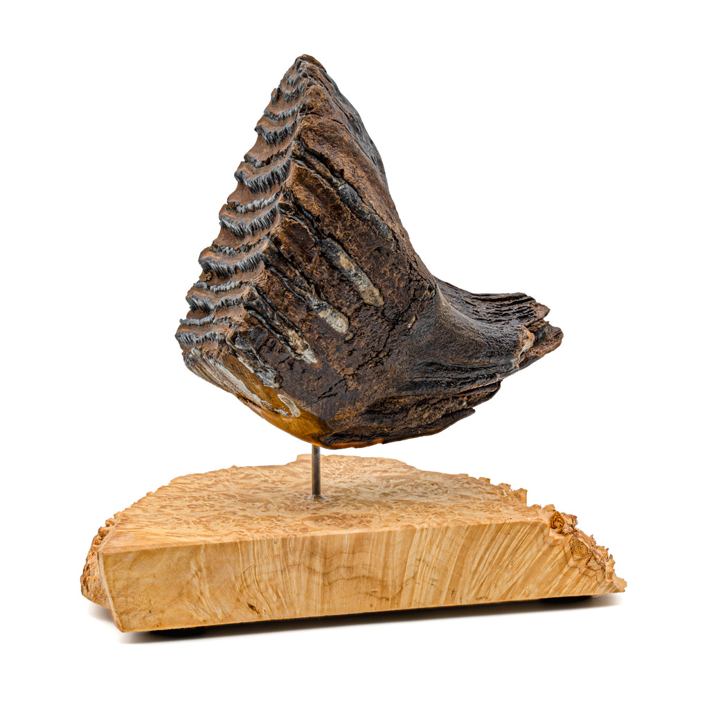 Woolly Mammoth Tooth - SOLD 4.50" Full Tooth with Stand - Alaskan