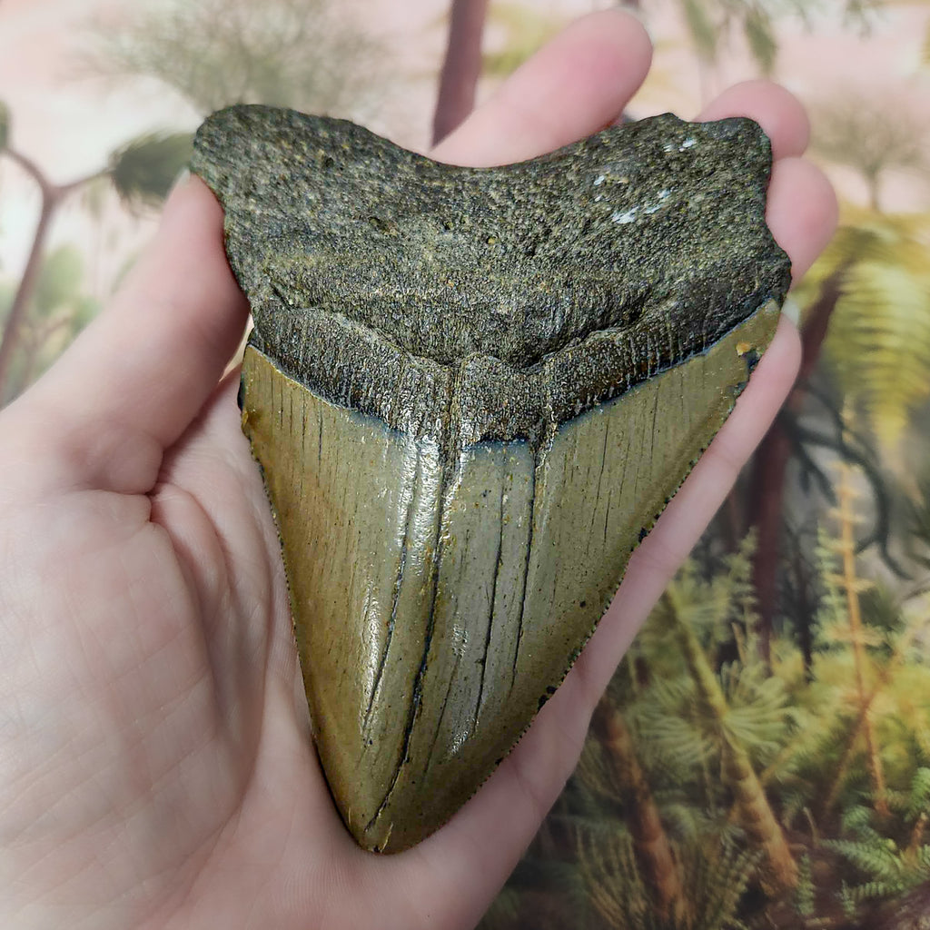 Megalodon Tooth - SOLD 4.60" Natural