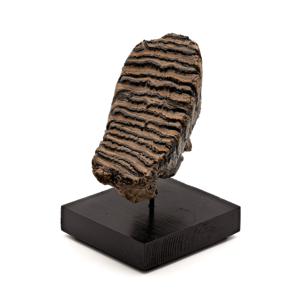 Woolly Mammoth Tooth - SOLD 4.62" with Stand