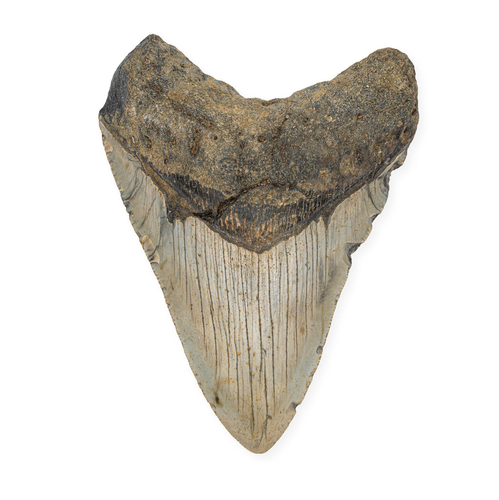 Megalodon Tooth - SOLD 4.65" Natural