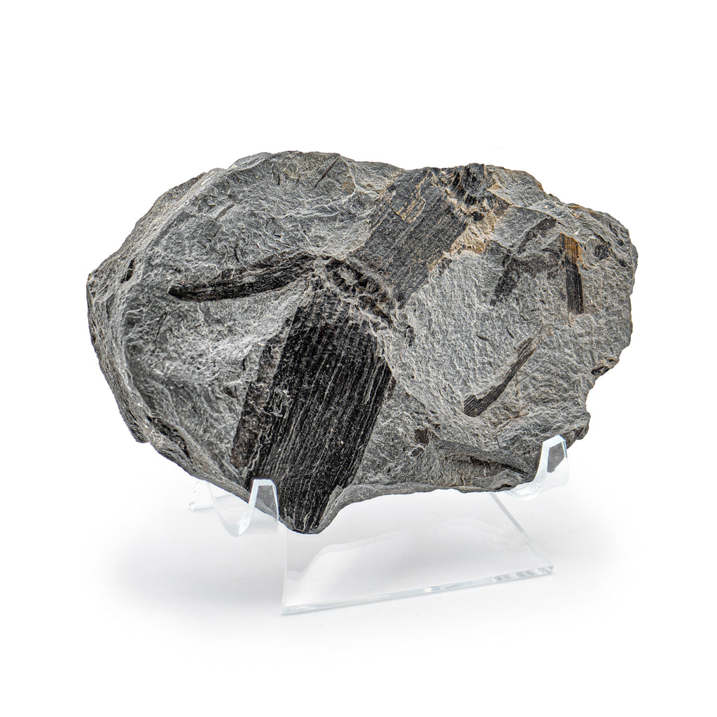 Carboniferous Fossil Plant - 4.66" Calamite