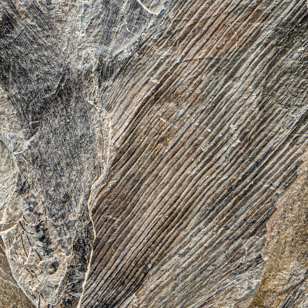 Carboniferous Fossil Plant - 4.68" Calamites