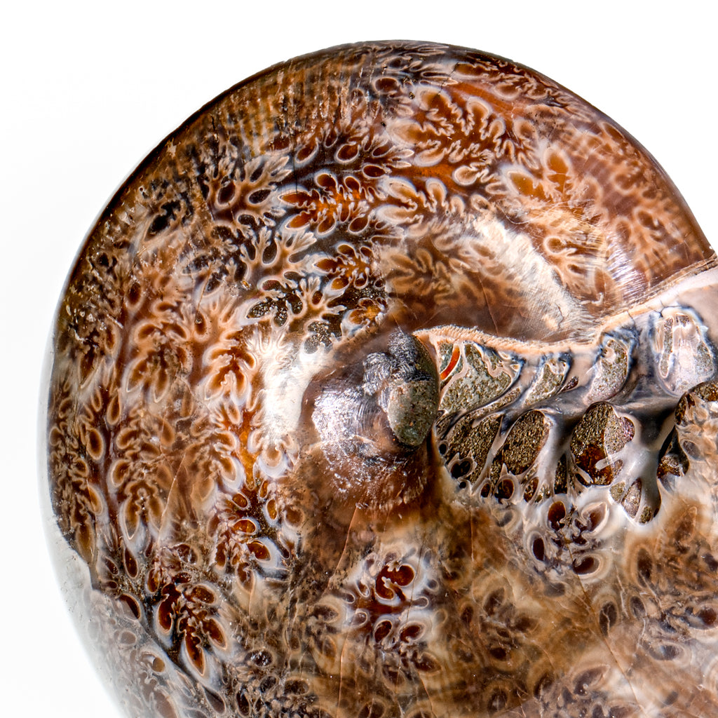 Polished Sutured Ammonite - SOLD 4.72" Phylloceras