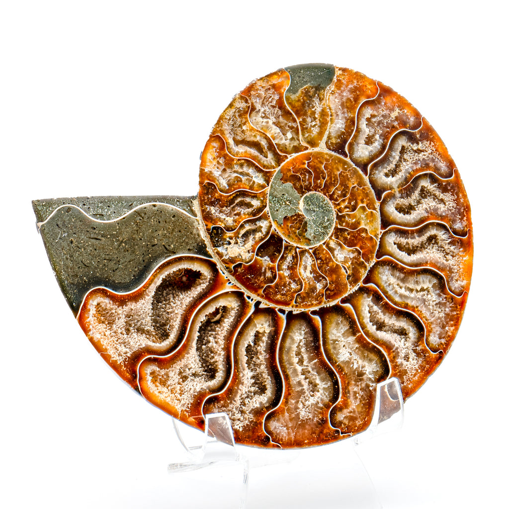 Polished Ammonite Split Pair - SOLD 4.73" Cleoniceras