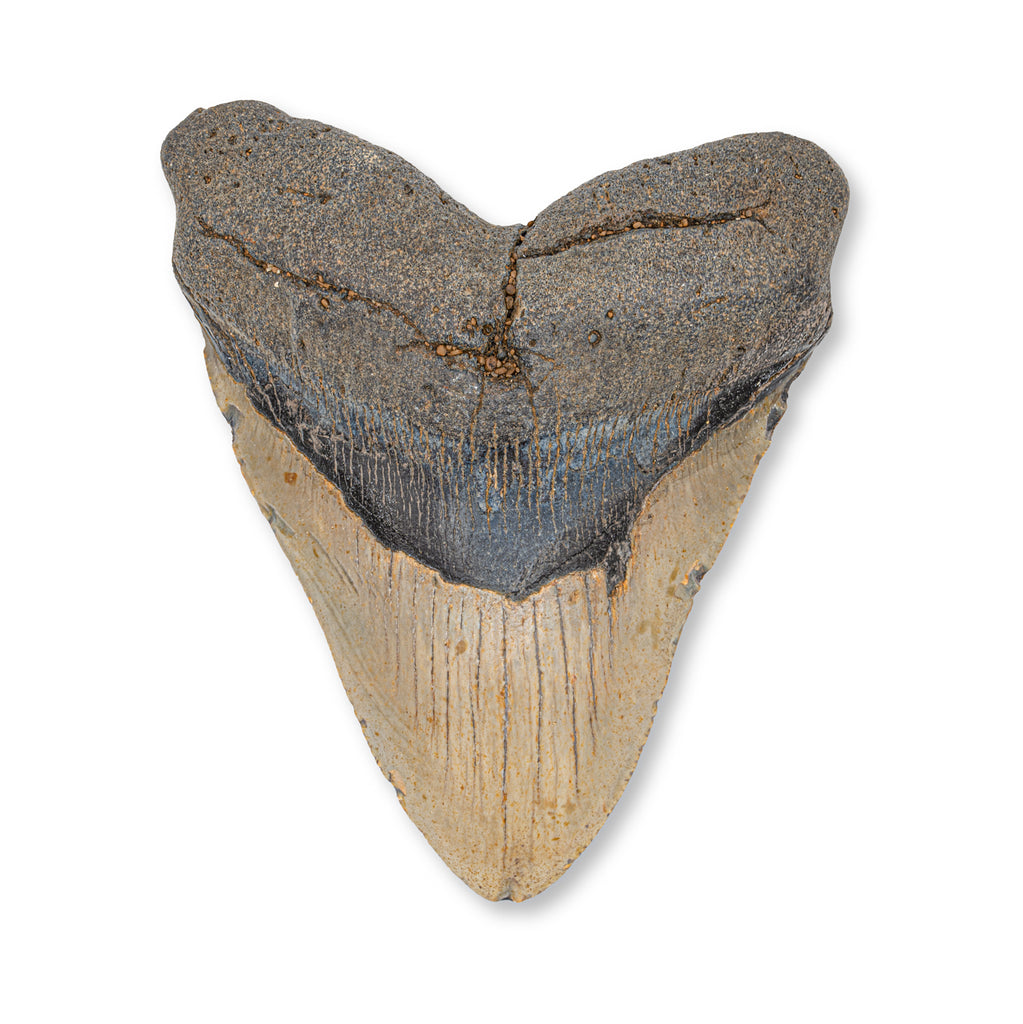 Megalodon Tooth - SOLD 4.75" Natural