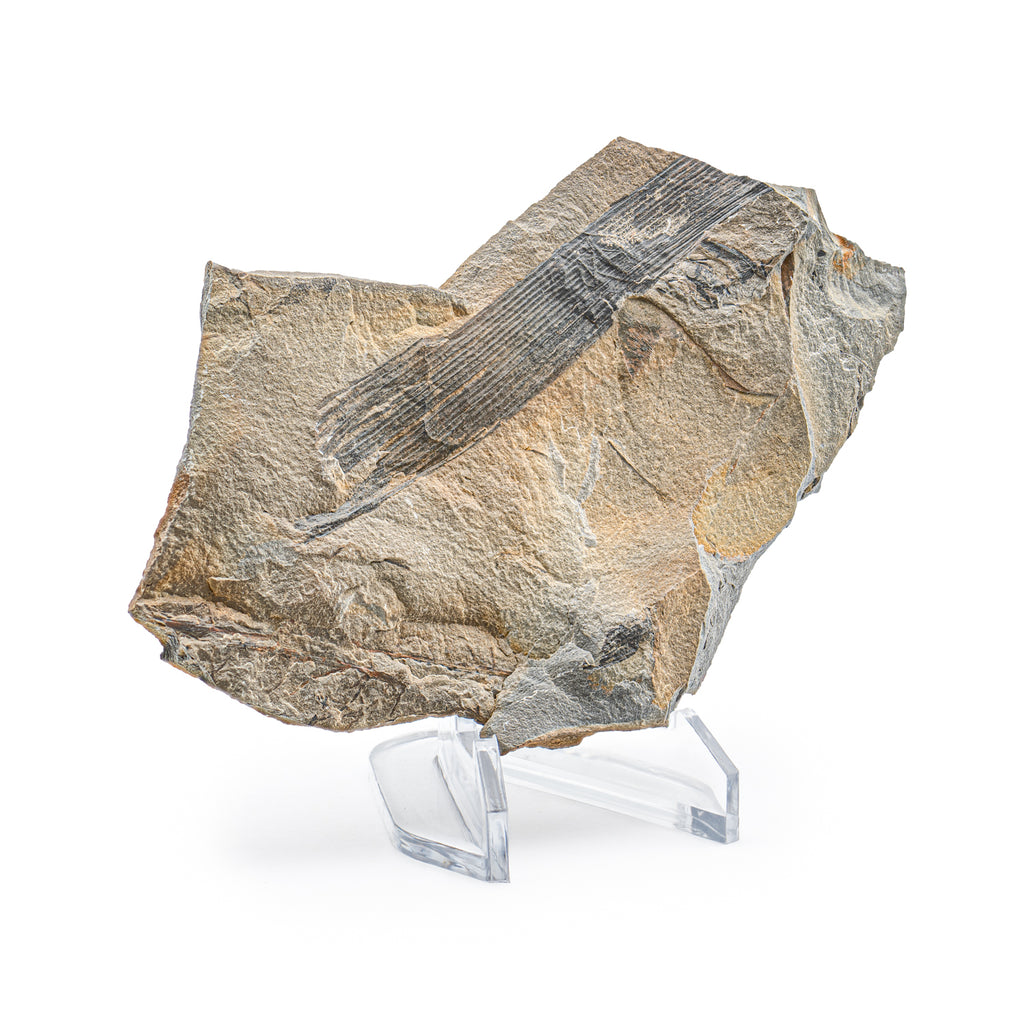 Carboniferous Fossil Plant - 4.78" Calamites