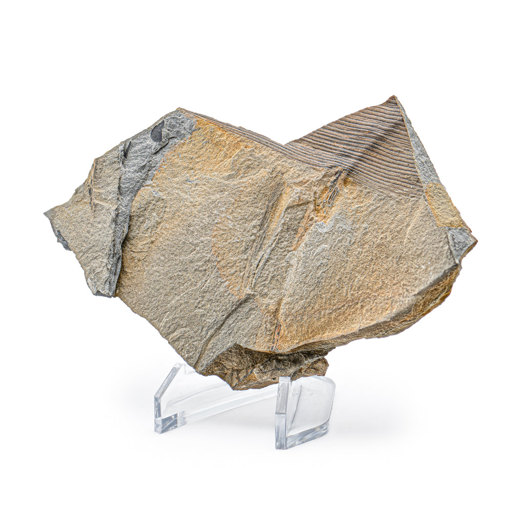 Carboniferous Fossil Plant - 4.78" Calamites