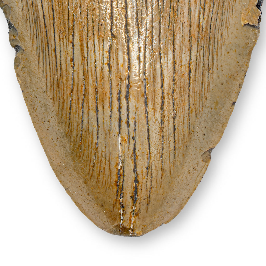 Megalodon Tooth - SOLD 4.87" Natural