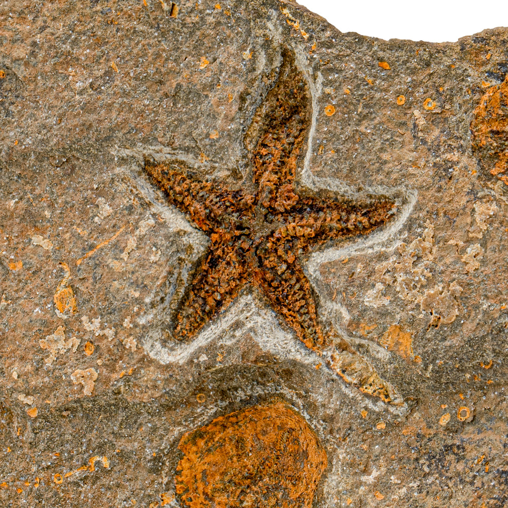 Fossil Starfish - SOLD 4.87" Petraster