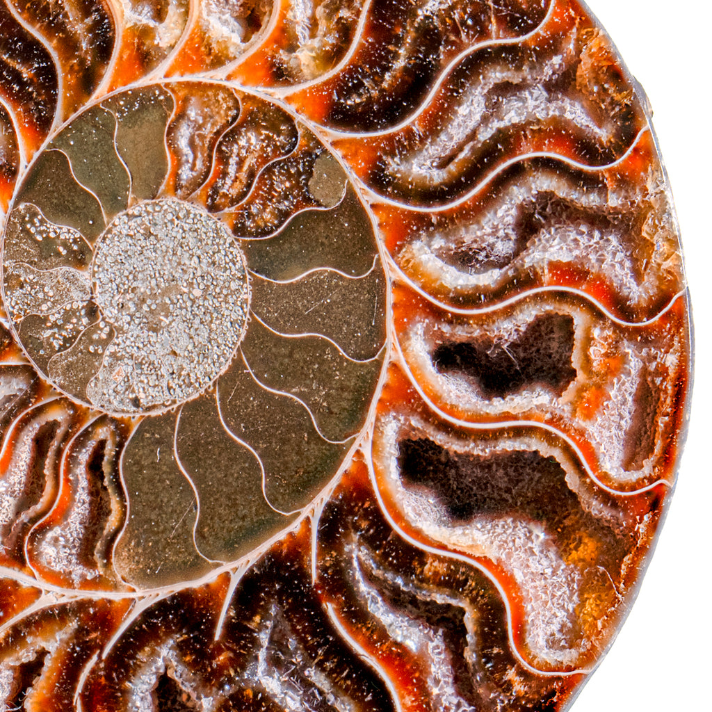 Polished Split Ammonite - SOLD 4.93" A Cleoniceras