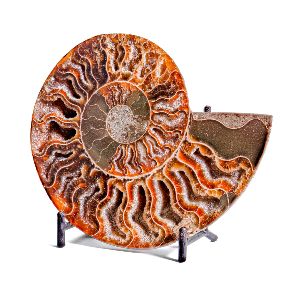 Polished Split Ammonite - SOLD 4.93" B Cleoniceras