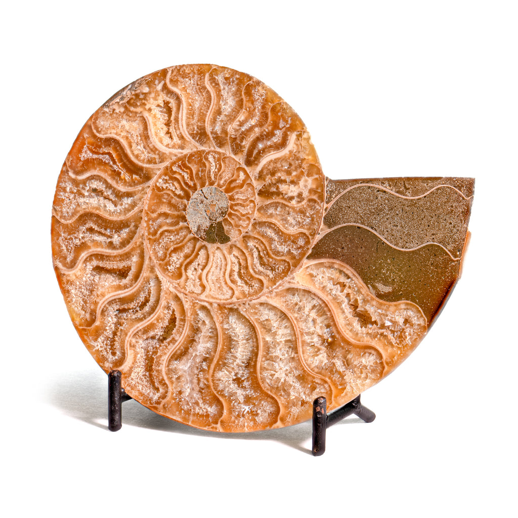Polished Split Ammonite - SOLD 4.95" A Cleoniceras