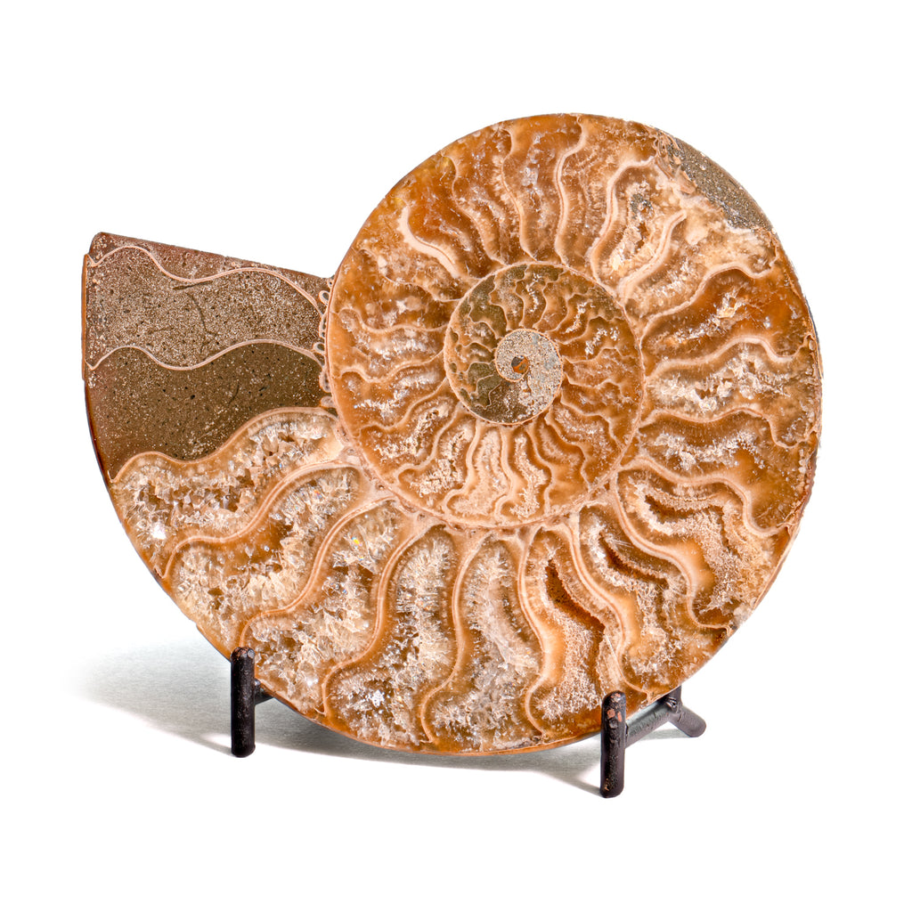 Polished Split Ammonite - SOLD 4.95" B Cleoniceras