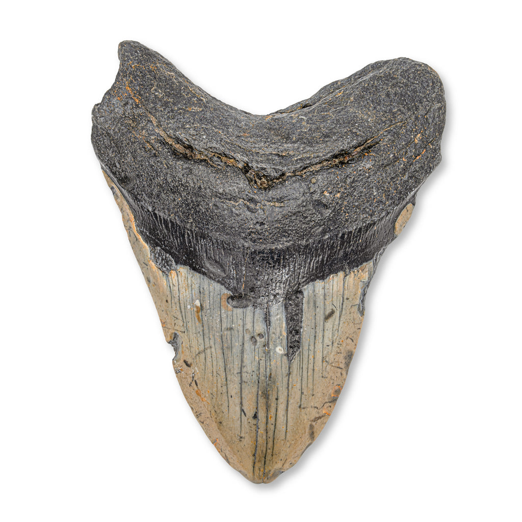 Megalodon Tooth - SOLD 4.96" Natural