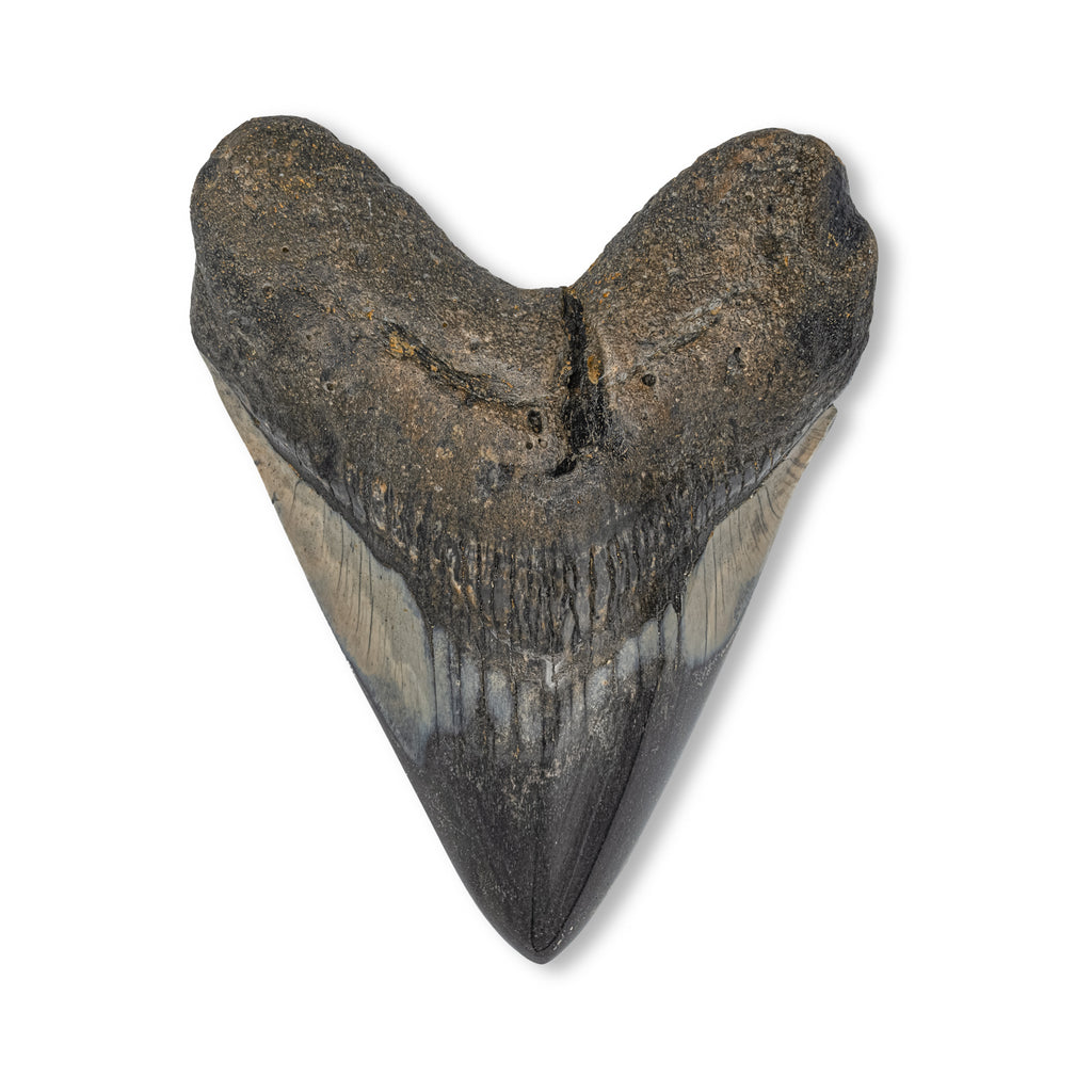 Megalodon Tooth - 5.02" Polished