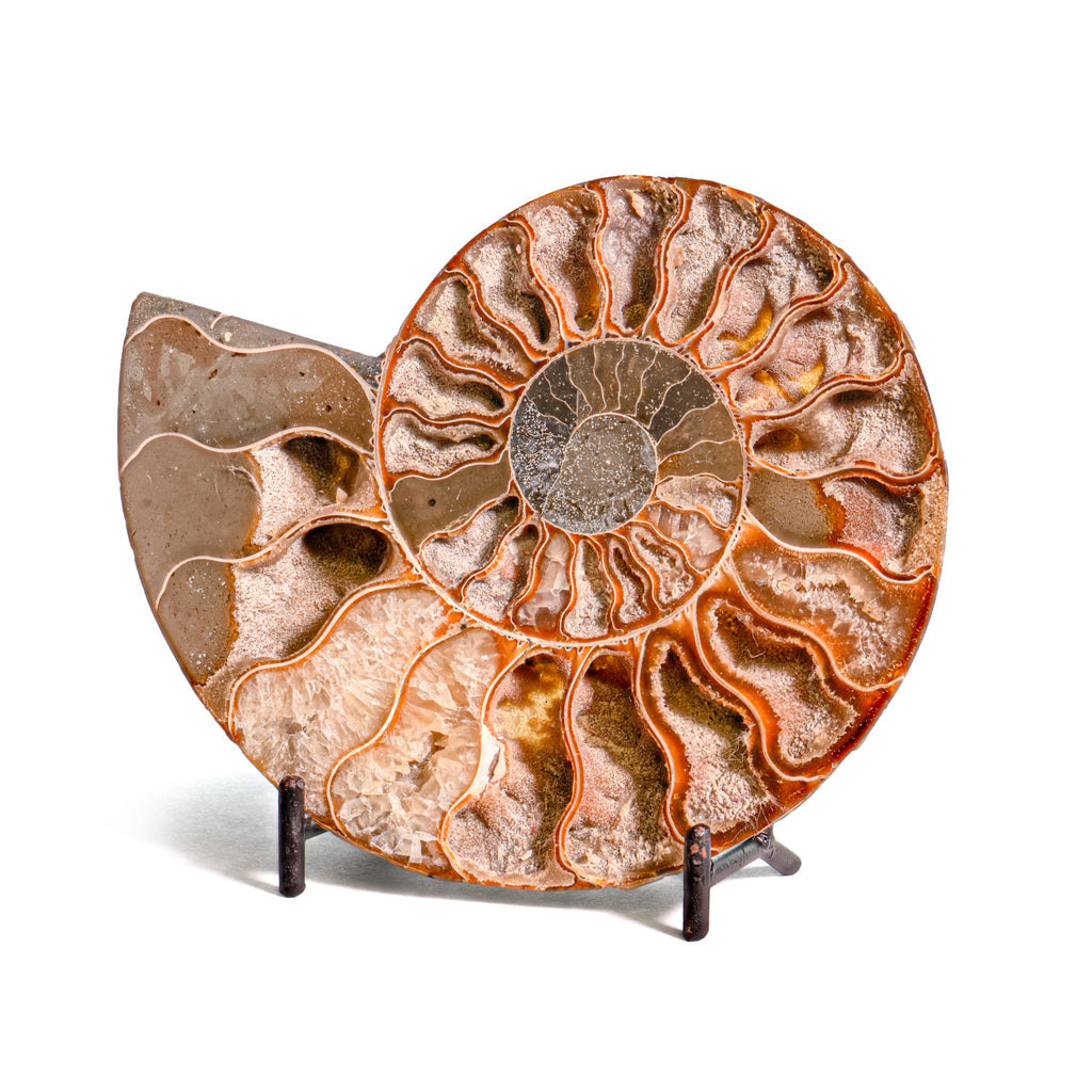 Polished Split Ammonite - SOLD 5.05" A Cleoniceras