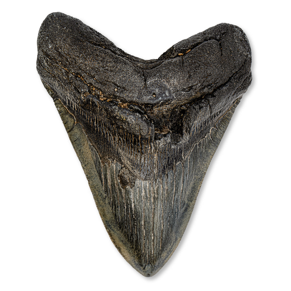 Megalodon Tooth - SOLD 5.06" Natural