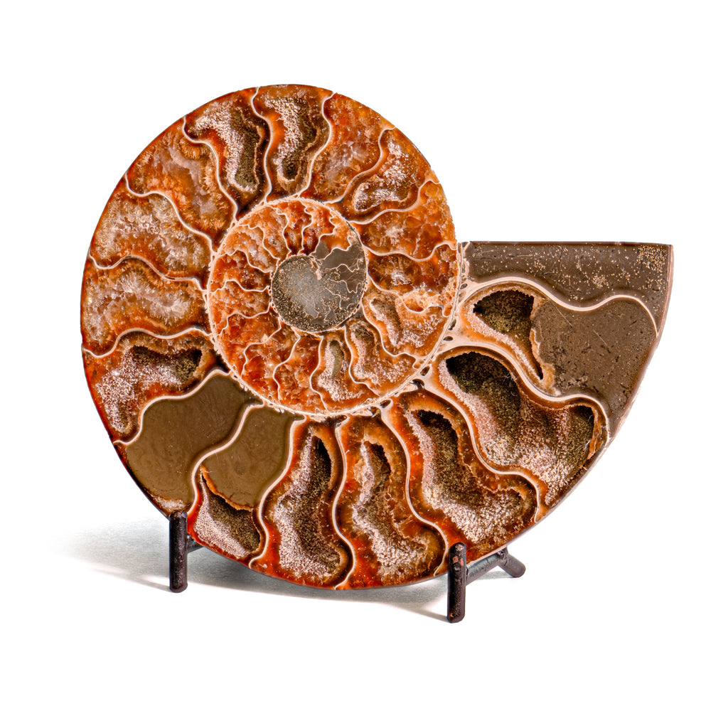 Polished Split Ammonite - SOLD 5.12" B Cleoniceras